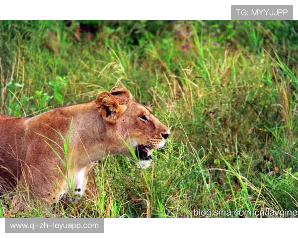 太阳若稳健康冲高位——追寻阳光下的生命力量