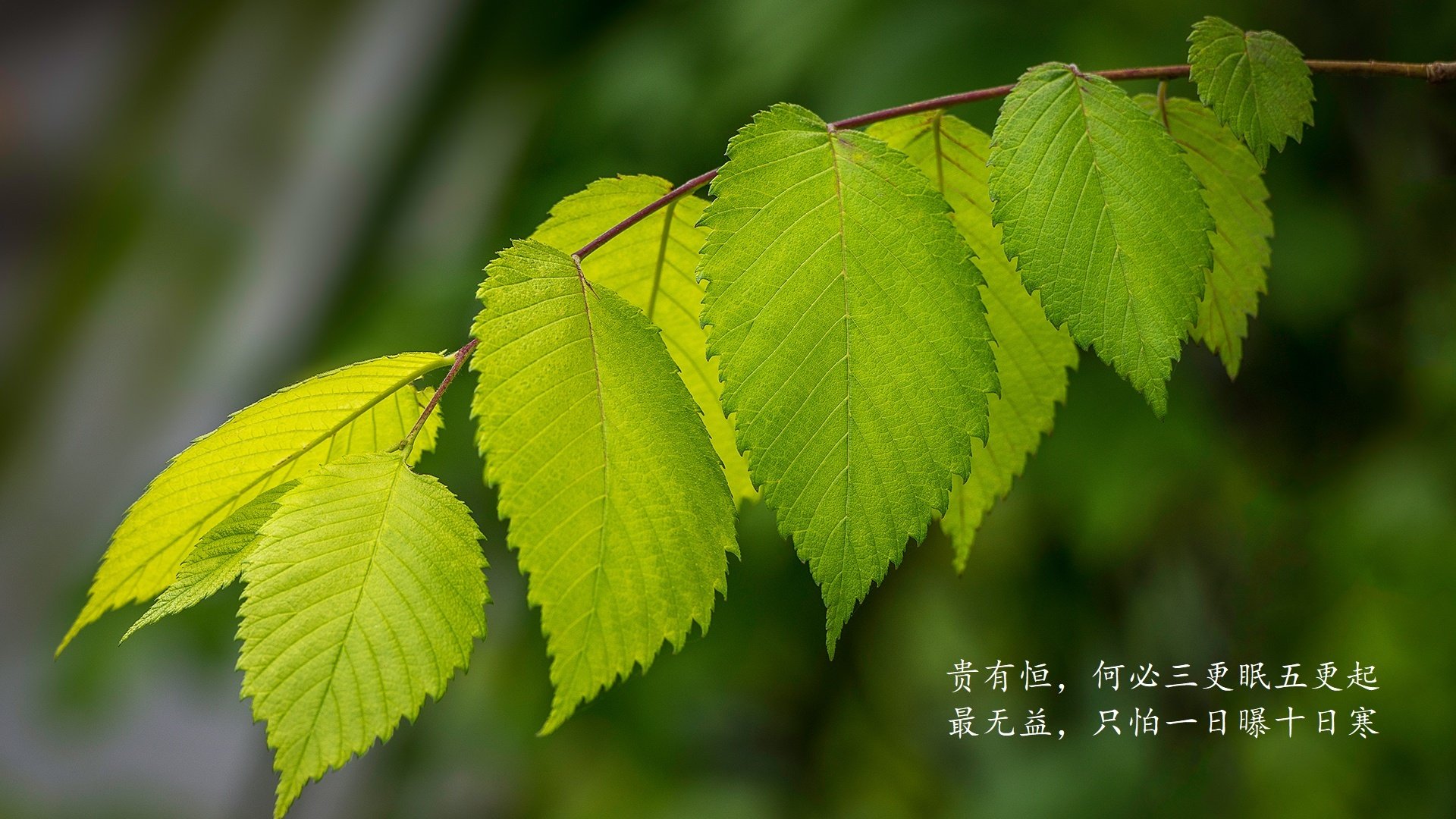 英超裁判语境分析在提升判罚一致性中的应用探索，英超 裁判