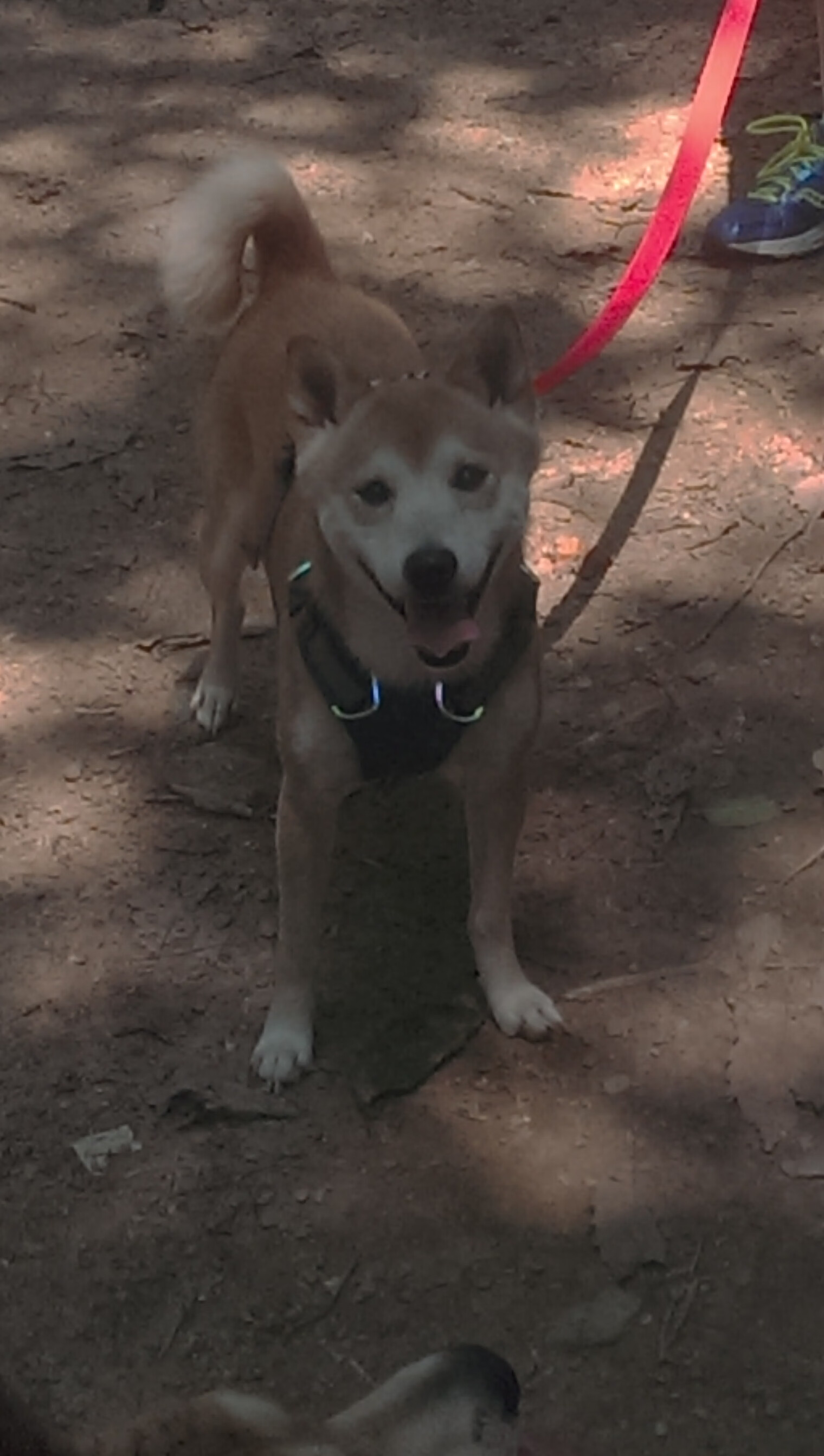 “东部新区迎来新奇竞技,六人制袋棍球赛场激烈对决”