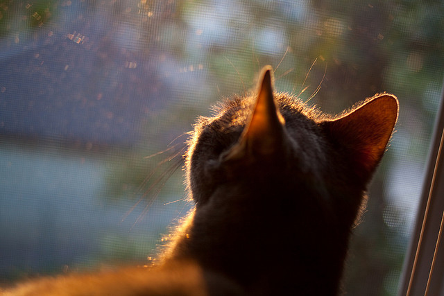 “运动舞蹈:舞者在金牛区城北体育馆将如何将力量与美学完美结合?”
