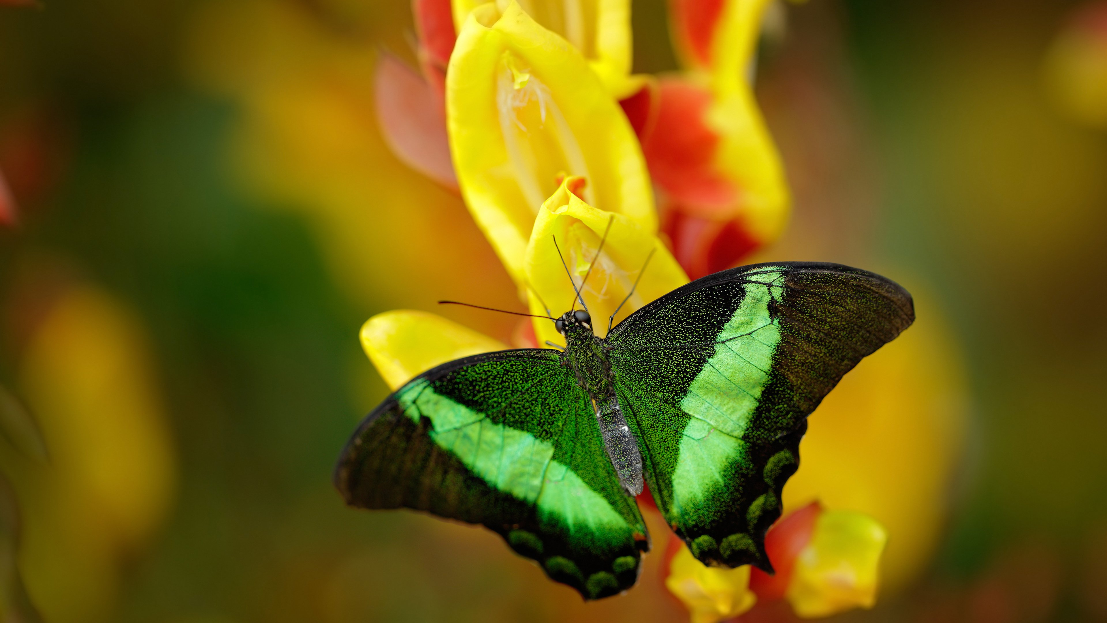 乐鱼电竞在线平台-五大联赛是否调整中卫横移范围增加防守覆盖半径，中卫球员