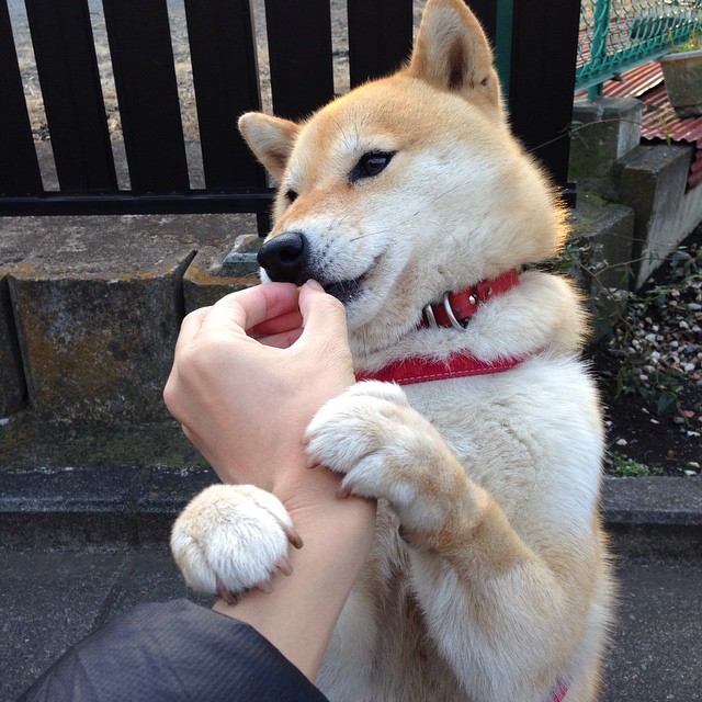 北京鸭注重球队文化建设营造良好氛围,北京鸭队球员名单