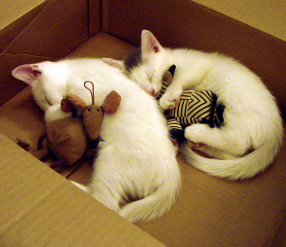 乐鱼体育App下载-博洛尼亚多线联动提升控球比例，博洛尼亚 球场