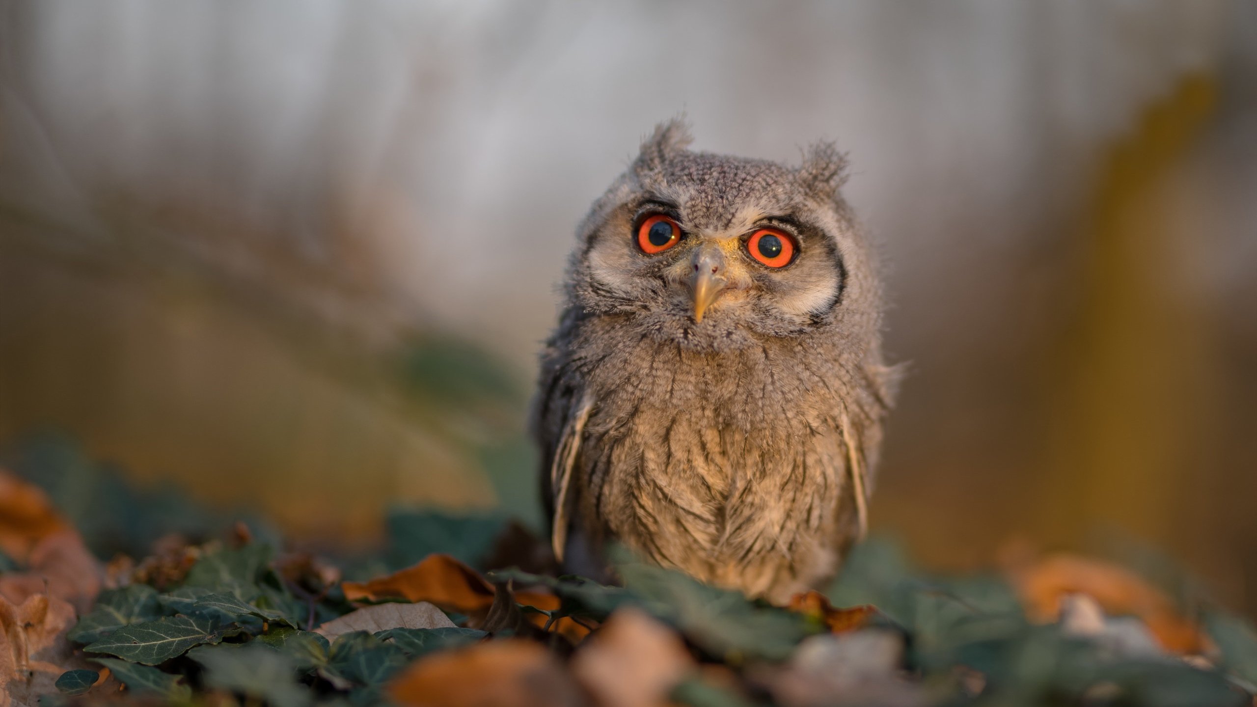 接力争冠中国打破美澳垄断