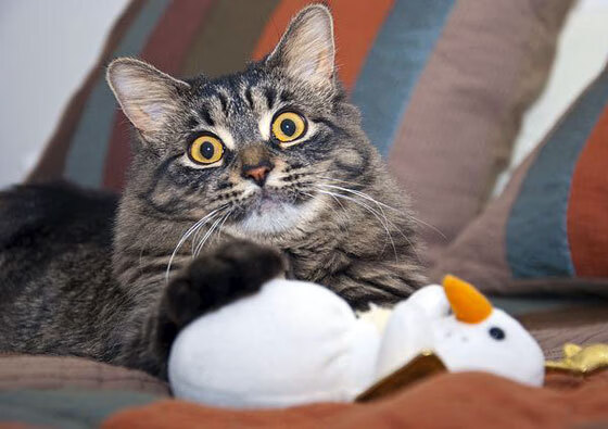 乐鱼体育平台官网-教练团队战术调整效果显著，教练团队战术调整效果显著吗