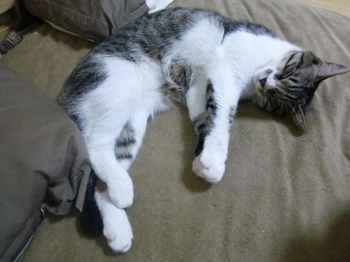 乐鱼电竞-美国队赛制评析：如何通过赛制提升球员的抗压能力，美国队参赛名单