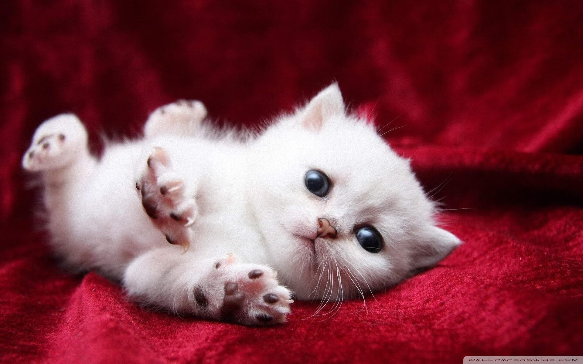 美国队赛制评析:如何通过赛制提升球员的抗压能力,美国队参赛名单