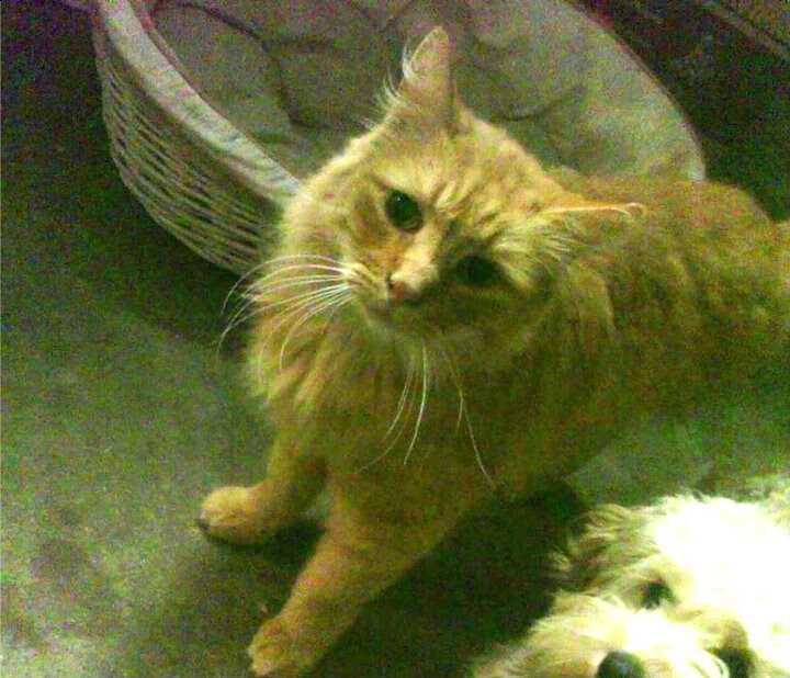 自由泳选手呼吸频率调控精准,自由泳呼吸训练视频