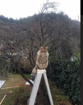 乐鱼体育登录-青年选手国际交流活动频次增加，中国国际青年交流