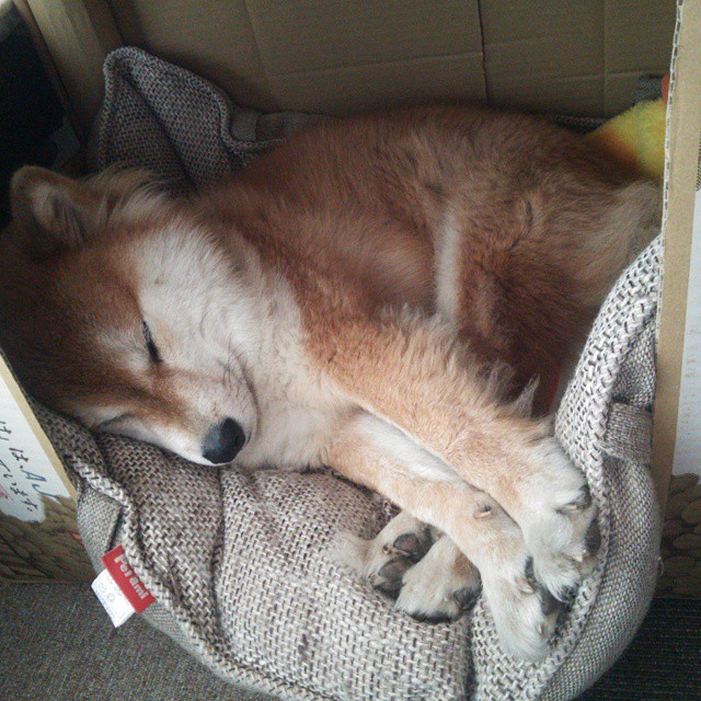 AI裁判助力:未来比赛判罚将实现全自动化,ai裁判 体操