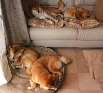 乌干达男篮在非洲预赛中奋战到底,迈向国际舞台的崭新篇章,乌干达篮球水平