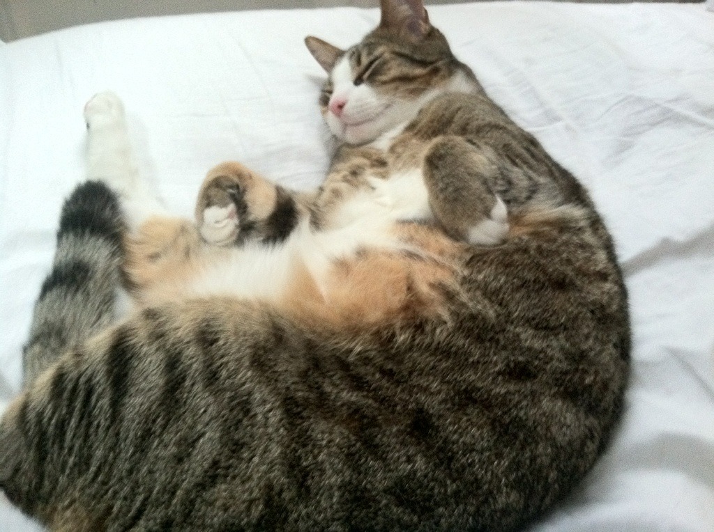 乐鱼电竞在线平台登录入口-体育新闻中心明星风采展现，体育新闻现场报道