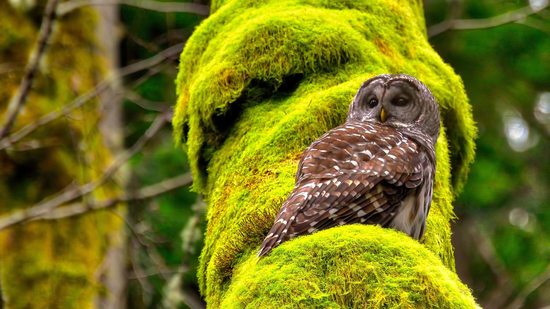 南非橄榄球商业化运作逐步走向成熟,市场前景广阔,南非 橄榄球