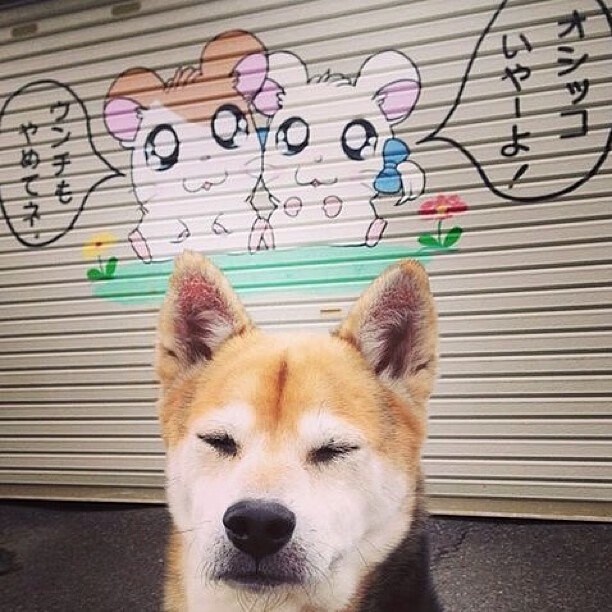 卡普尔的强力冲刺与快速决策,带领袋鼠队压制对方反击,卡普尔ms