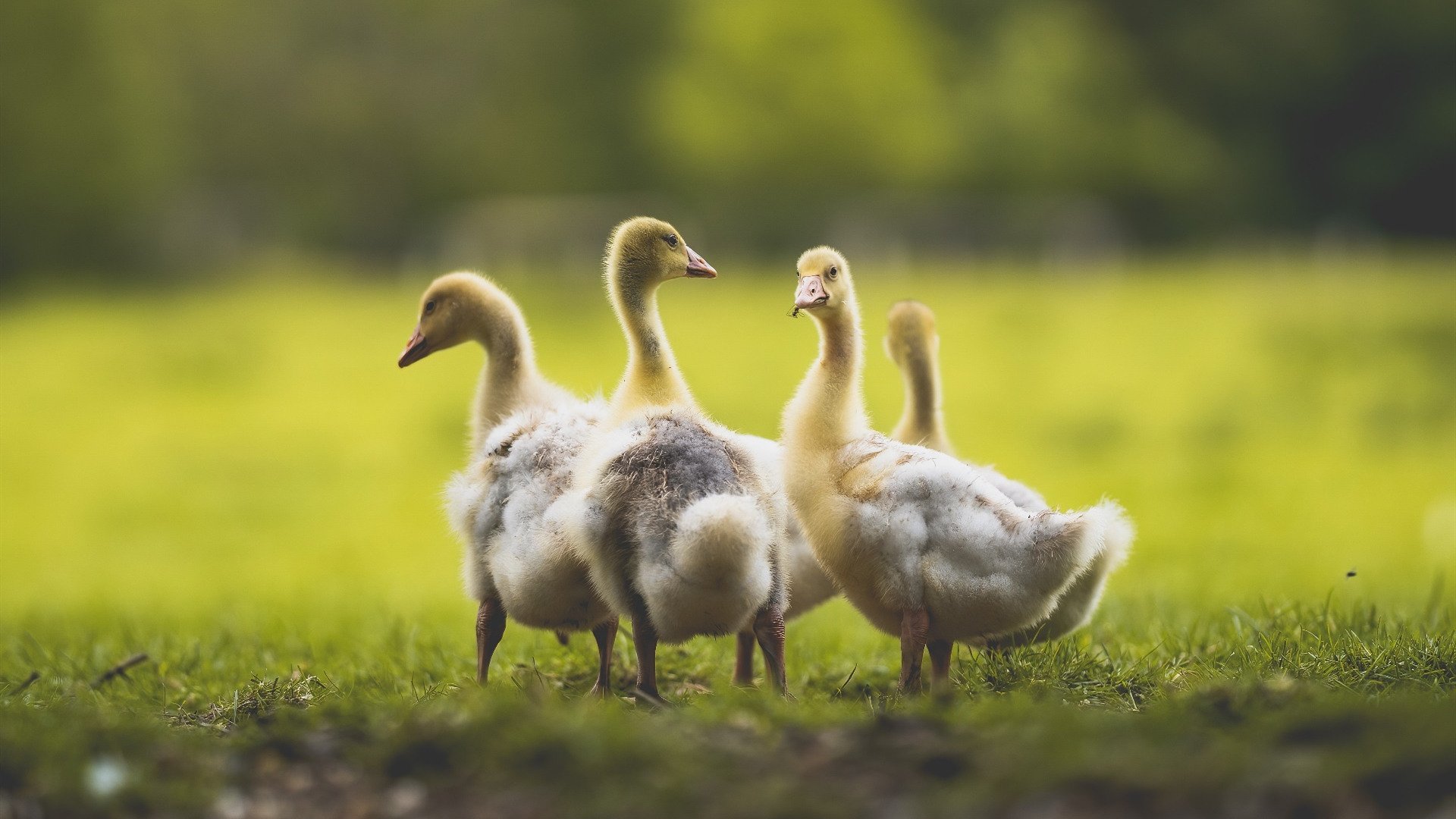 乐鱼体育App下载-英超前锋献技：完美远射破门瞬间，英超十大射手